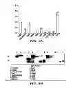Fig. 06 - METHOD FOR CONTROLLING TUMOR GROWTH, ANGIOGENESIS AND METASTASIS USING IMMUNOGLOBULIN CONTAINING AND PROLINE RICH RECEPTOR-1 (IGPR-1)