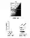 Fig. 26 - METHOD FOR CONTROLLING TUMOR GROWTH, ANGIOGENESIS AND METASTASIS USING IMMUNOGLOBULIN CONTAINING AND PROLINE RICH RECEPTOR-1 (IGPR-1)