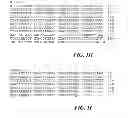 Fig. 04 - Group A streptococcal M-related proteins and methods of use