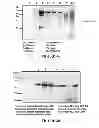 Fig. 07 - Beta-lactam compounds for enhancing T cell-mediated immune responses