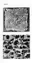 Fig. 07 - Injectable cryogel vaccine devices and methods of use thereof