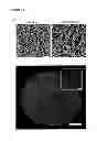 Fig. 40 - Injectable cryogel vaccine devices and methods of use thereof