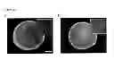 Fig. 44 - Injectable cryogel vaccine devices and methods of use thereof