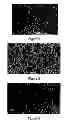 Fig. 02 - Method for making a porous polymeric material