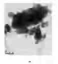 Fig. 20 - COMPOSITIONS AND METHODS FOR THE PREVENTION AND TREATMENT OF METABOLIC DISEASES
