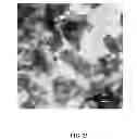 Fig. 24 - COMPOSITIONS AND METHODS FOR THE PREVENTION AND TREATMENT OF METABOLIC DISEASES