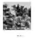 Fig. 25 - COMPOSITIONS AND METHODS FOR THE PREVENTION AND TREATMENT OF METABOLIC DISEASES