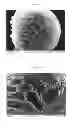Fig. 04 - Composite silicon or composite tin particles