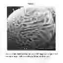 Fig. 06 - Composite silicon or composite tin particles