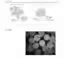 Fig. 03 - STABILIZED CHEMICAL DEHYDRATION OF BIOLOGICAL MATERIAL