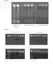 Fig. 04 - STABILIZED CHEMICAL DEHYDRATION OF BIOLOGICAL MATERIAL
