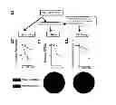 Fig. 07 - Methods and kits for determining DNA repair capacity