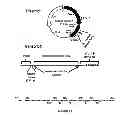 Fig. 16 - Methods and kits for determining DNA repair capacity