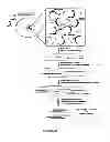 Fig. 22 - Methods and kits for determining DNA repair capacity