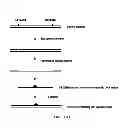 Fig. 25 - Methods and kits for determining DNA repair capacity