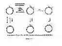 Fig. 26 - Methods and kits for determining DNA repair capacity
