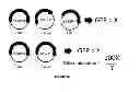 Fig. 37 - Methods and kits for determining DNA repair capacity