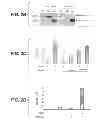 Fig. 04 - Compositions for diagnosis and therapy of diseases associated with aberrant expression of futrins (R-Spondins) and/or Wnt
