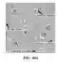 Fig. 32 - Engineered microbe-targeting molecules and uses thereof