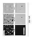 Fig. 35 - Engineered microbe-targeting molecules and uses thereof