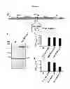 Fig. 06 - UNCONVENTIONAL PROTEIN SECRETION