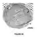 Fig. 07 - NOVEL TISSUE CULTURE PLATFORM FOR SCREENING OF POTENTIAL BONE REMODELING AGENTS