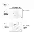 Fig. 04 - Cell sorter and cell sorting method