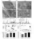 Fig. 01 - Methods and materials for obtaining induced pluripotent stem cells