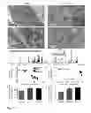 Fig. 02 - Methods and materials for obtaining induced pluripotent stem cells