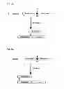 Fig. 05 - Degradable Clostridial toxins