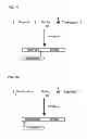 Fig. 07 - Degradable Clostridial toxins