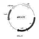 Fig. 05 - Metabolic transistor in bacteria