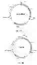 Fig. 06 - Metabolic transistor in bacteria