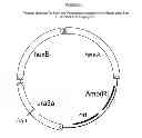 Fig. 06 - Biological methods for preparing adipic acid