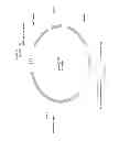 Fig. 33 - Biological methods for preparing adipic acid
