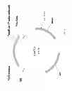 Fig. 49 - Biological methods for preparing adipic acid