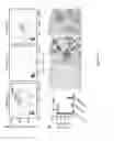 Fig. 37 - CELL SORTING BY 3D FLOW AND ADHESIVE ROLLING