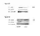 Fig. 08 - MicroRNA and methods for inhibiting same