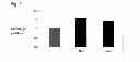 Fig. 04 - METHOD FOR PRODUCING MEGAKARYOCYTES AND/OR PLATELETS FROM PLURIPOTENT STEM CELLS