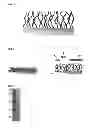 Fig. 02 - Thermosensitive, bioactive biopolymer and associated method of cell harvesting