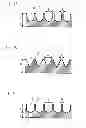 Fig. 06 - Adherent cell culture method