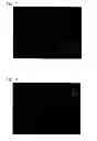 Fig. 07 - Adherent cell culture method