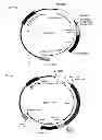 Fig. 02 - Retroviral Vector Particles and Methods for their Generation and Use