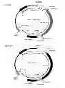 Fig. 03 - Retroviral Vector Particles and Methods for their Generation and Use