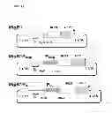 Fig. 05 - Retroviral Vector Particles and Methods for their Generation and Use