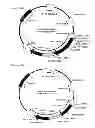 Fig. 29 - Retroviral Vector Particles and Methods for their Generation and Use