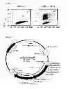 Fig. 30 - Retroviral Vector Particles and Methods for their Generation and Use