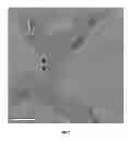 Fig. 03 - Procedure for obtaining a substrate with Au nanoclusters attached to its surface, and the substrate and catalyst obtained through this procedure