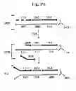 Fig. 35 - Polynucleotide barcode generation