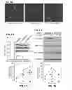 Fig. 02 - Inhibitors of beta integrin-G protein alpha subunit binding interactions